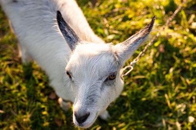 Little goat grazes in the meadow.