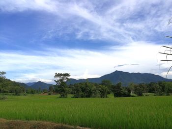 Scenic view of agricultural field against sky