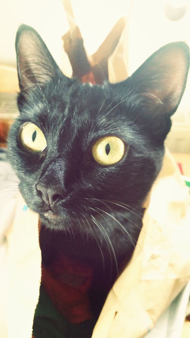 animal themes, one animal, domestic cat, pets, domestic animals, indoors, portrait, close-up, cat, looking at camera, whisker, animal head, feline, focus on foreground, black color, animal eye, mammal, bird, front view