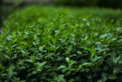 Full frame shot of plants growing on field