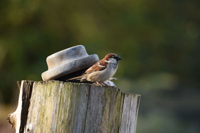 Close-up of bird perching on wooden post