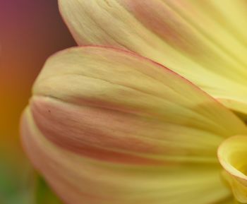 Close-up of yellow flower