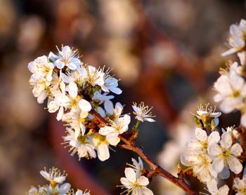 Close-up of white cherry blossoms