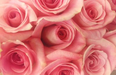 Close-up of pink roses