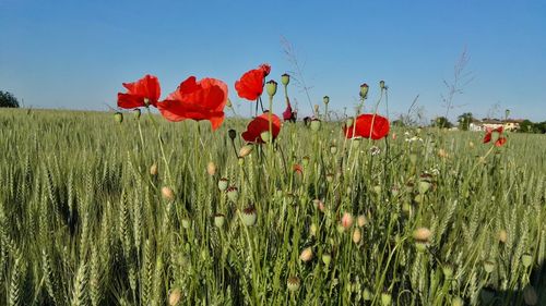 Close-up of red flowers in field