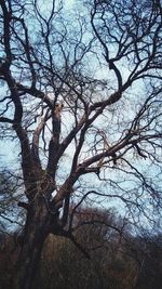 Low angle view of bare tree against sky