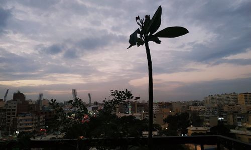 Plant growing by street against sky at sunset