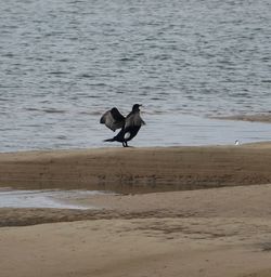 Seagull flying over beach