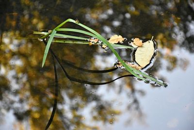 Close-up of flower bud growing on branch