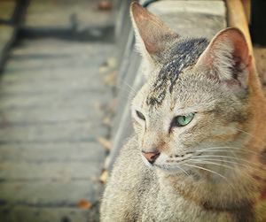 Close-up of cat