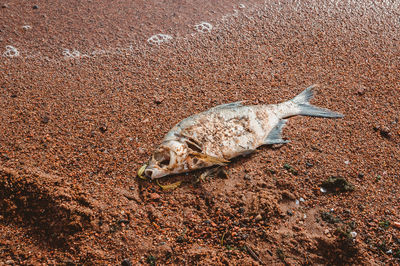 A dead fish is lying and rotting on the sandy seashore