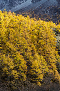 High angle view of yellow pine trees in forest