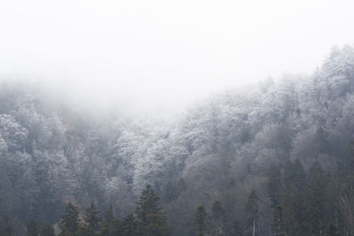 Pine trees in forest during foggy weather