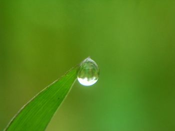 Close-up of water drop on leaf