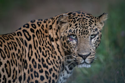 Close-up of leopard on field