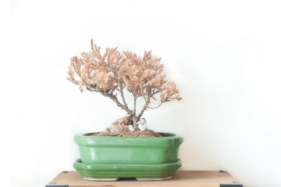 Close-up of potted plant on table against white background