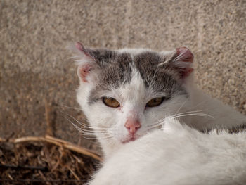 Close-up portrait of white cat resting