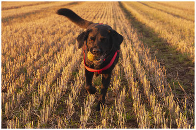 Portrait of dog running on field