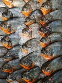 High angle view of fish on ice