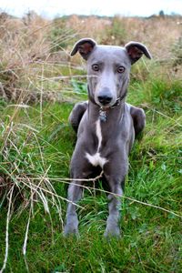 Portrait of dog sitting on field