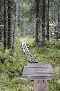 View of trees in forest
