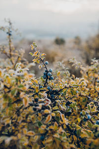 Close-up of yellow flowering plant on field