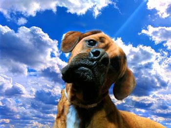 Close-up of dog against sky