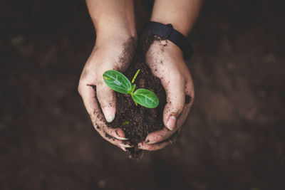 Close-up of hand holding plant