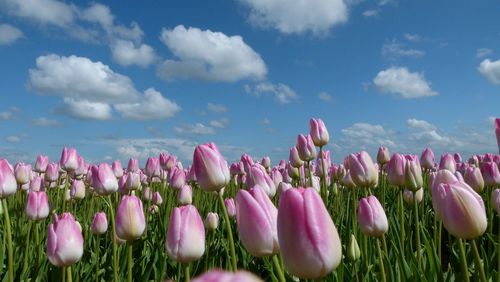Purple flowers growing in field