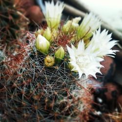 Close-up of plant against blurred background