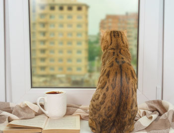 Bengal cat sitting by the window with a warm scarf, an open book and a cup of tea