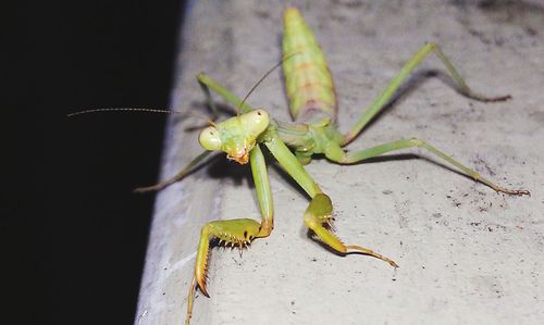 Close-up of insect on wall