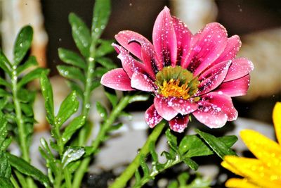 Close-up of wet pink flower in rainy season