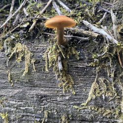 Close-up of mushroom growing on tree trunk