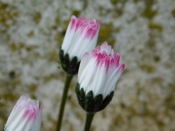 Close-up of pink flower