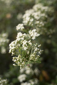 Close-up of white flowers blooming on tree