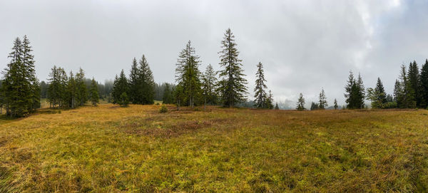 Panoramic view of pine trees on field against sky