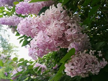 Close-up of pink hydrangea flowers blooming outdoors