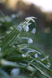 Close-up of white flowers