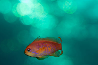 Close-up of fish swimming in sea