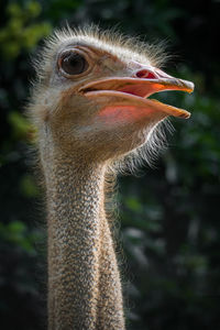 Close-up portrait of a ostrich