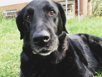 Close-up portrait of black dog