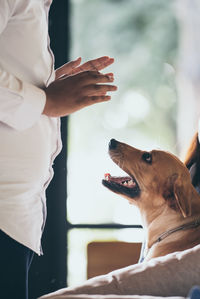 Dog on hand