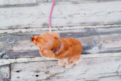 Dog sitting on wood