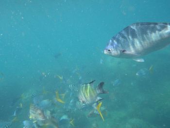 Fish swimming in sea