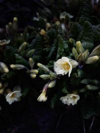 Close-up of white flowering plant