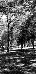 Trees in park