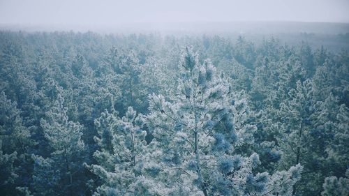 Low angle view of trees in foggy weather