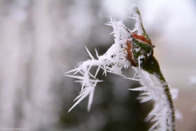 Close-up of spider web on plant during winter