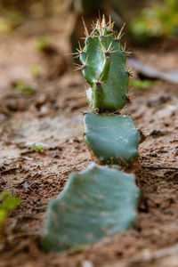 Close-up of succulent plant on field